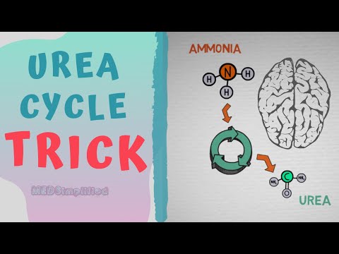 Urea cycle TRICK to MEMORIZE - HOW TO REMEMBER UREA CYCLE FOREVER