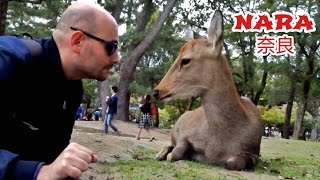 NARA: TEMPLI, NATURA ED UN CERVO PER AMICO