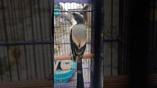 Download lagu CENDET GACOR TEMBAKAN PELATUK KOMBINASI #cendet #cendetgacor #shortvideo mp3 Download lagu CENDET GACOR TEMBAKAN PELATUK KOMBINASI #cendet #cendetgacor #shortvideo mp3