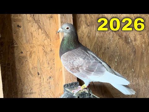 PRIMUL VIDEO DE LA PORUMBEII VOIAJORI IN 2026