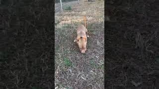 Video preview image #1 Mutt Puppy For Sale in Woodbury, NY, USA