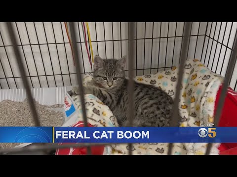 Bay Area Sees Population Explosion Of Feral Cats