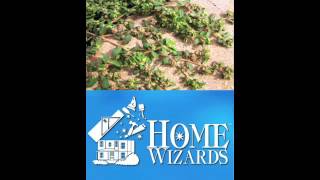 Weeds- How to get rid of them with or without chemicals