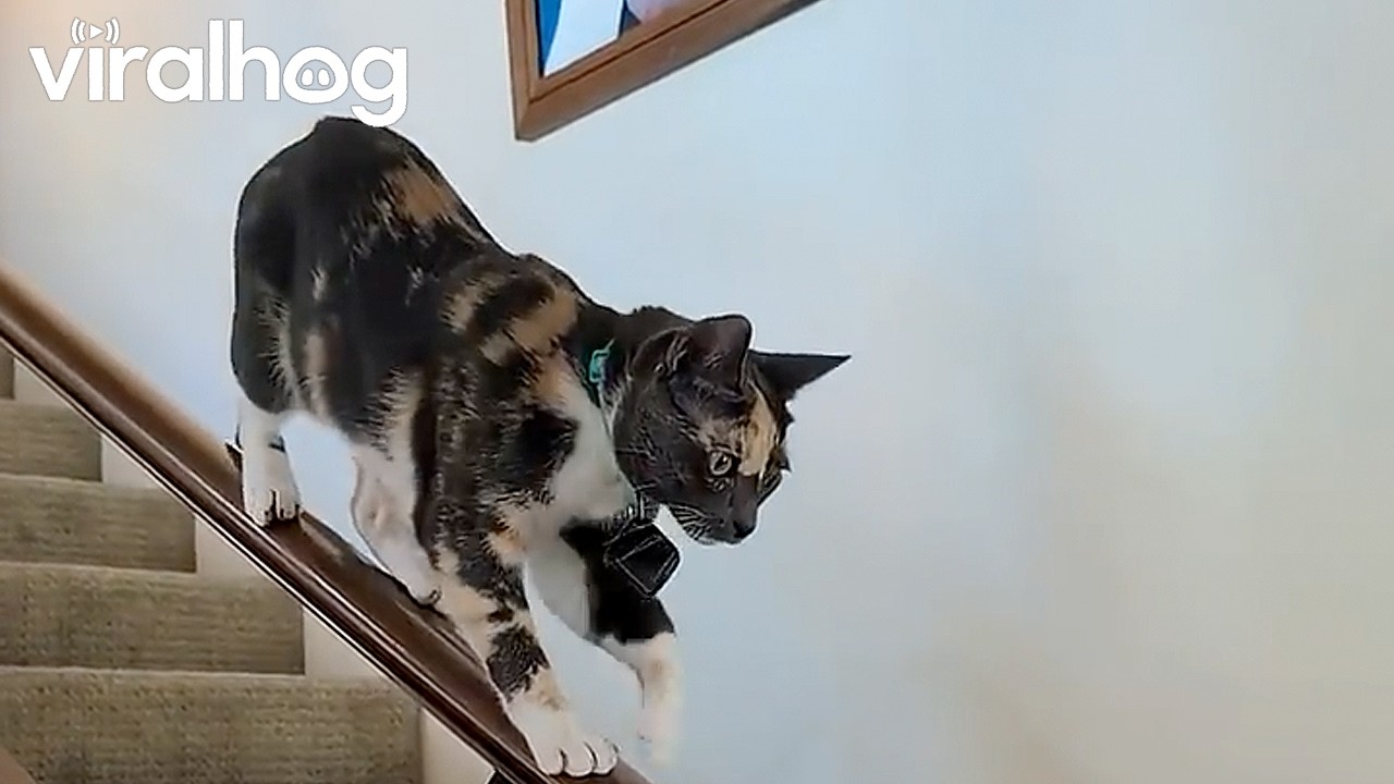 Cat Walks Down Staircase || ViralHog