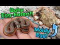 Baby Egg-Eating Snakes Hatching!!
