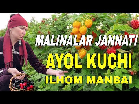 Malina va yejiveyka yetishtirish sirlari 🍓 | Parkentlik Dilnoza opadan maslahatlar”