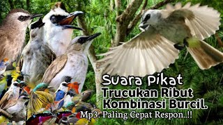 Download lagu Suara Pikat Trucukan Ribut Burcil. Paling Mujarab.. mp3 Download lagu Suara Pikat Trucukan Ribut Burcil. Paling Mujarab.. mp3