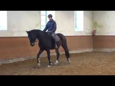 Quaterback-Sandro Hit gelding * 2009 for sale