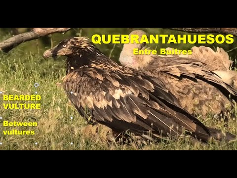 QUEBRANTAHUESOS | BEARDED VULTURE | Gypaetus barbatus