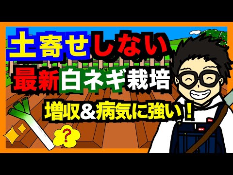 園芸 栽培サルシファイ、ネギ葉サルシファイ、ホワイトサルシファイ