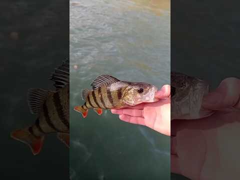 Großbarsch im Mittellandkanal