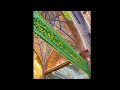 Mola Tere Munkir Te Lanat Short Karbala Video By Urdu Karbala