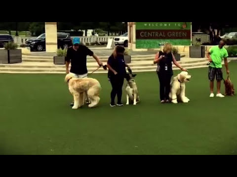Videos from Puptown Houston Dog Training
