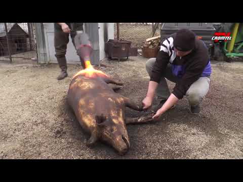 Rural cliché - Slaughtering the pig