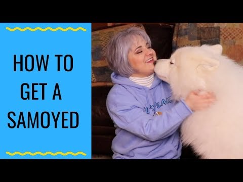YouTube video about: Are samoyed good apartment dogs?