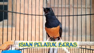 Download lagu Murai Isian Pelatuk Beras mp3
