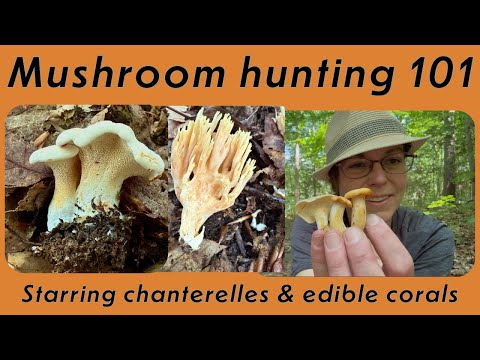 Mushroom hunting 101: Wild chanterelles and fungus ID fundamentals for the Southeastern US