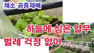 공중 채소재배,비닐봉지 채소재배. 하늘에 심은 열무 벌레 걱정 없어. Planting vegetables i…