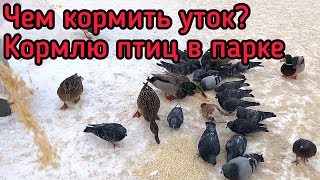 Можно ли кормить уток в парках
