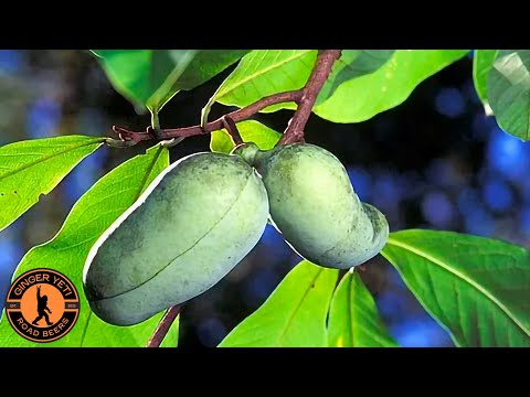 Pawpaw Weizen from Little Fish Brewing Co.