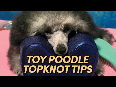 Toy Poodle Topknot Tutorial | Poodle Grooming