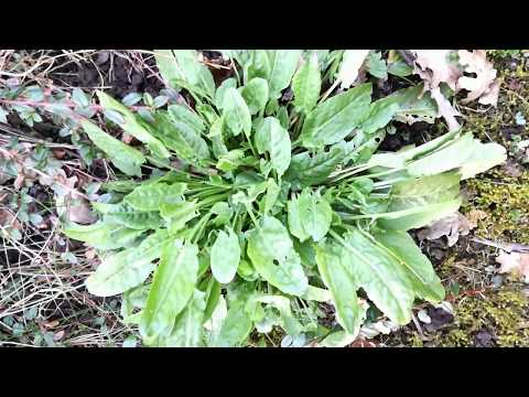 Leicht erkennbare, essbare Wildpflanzen - Teil 4