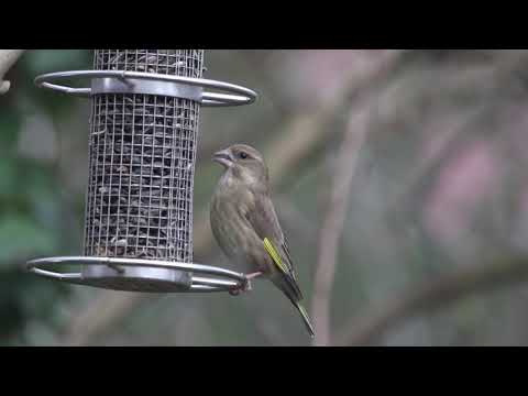 Garten 2019 - Grünfinken - 07.02.2019 #2