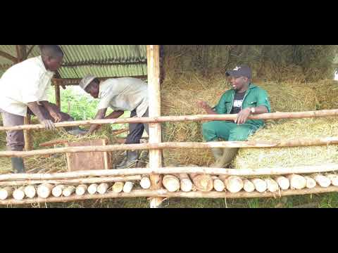 How to bail hay manually and storage
