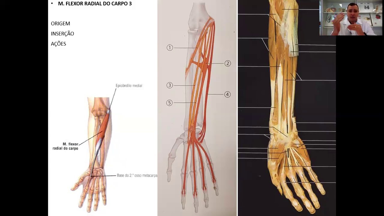 VÍDEO AULA TEÓRICA MÚSCULOS ANTERIORES DO ANTEBRAÇO