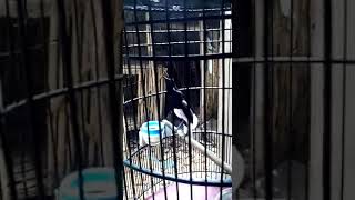 Download lagu Gaya tarung kacer ngobra nagen mp3