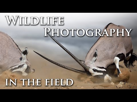 Wildlife Photography - Photographing the Gemsbok/Oryx in Kgalagadi Transfrontier National Park