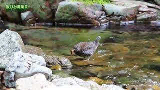 野鳥の身近な暮らし カワガラスのヒナ水浴びと餌捕り