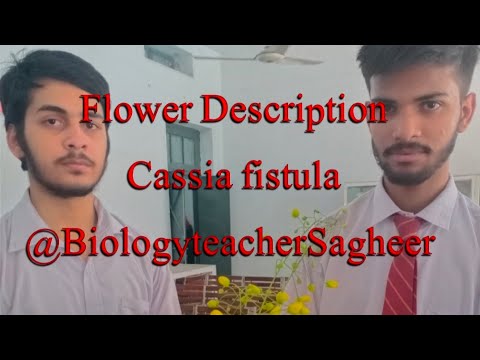 Cassia fistula || flower description || Dr Sagheer ||