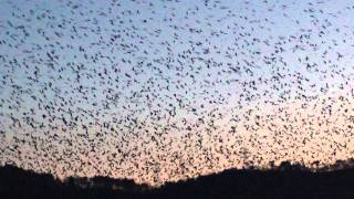 preview picture of video 'Crows Fly South for the Winter, Ulsan, South Korea, 23-12-2013'