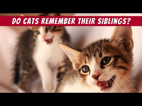 Do Cats Remember Their Siblings? Real-Life Example of Reunited Cat Sisters!