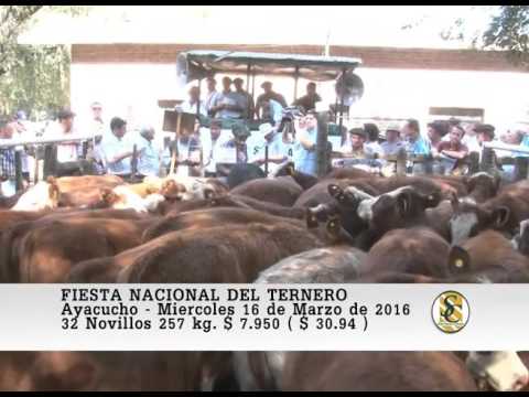 16-03-16 Venta de Machos - Fiesta Nacional del Ternero - Ayacucho.