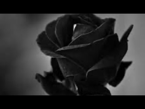Fameous Kash - Black Roses