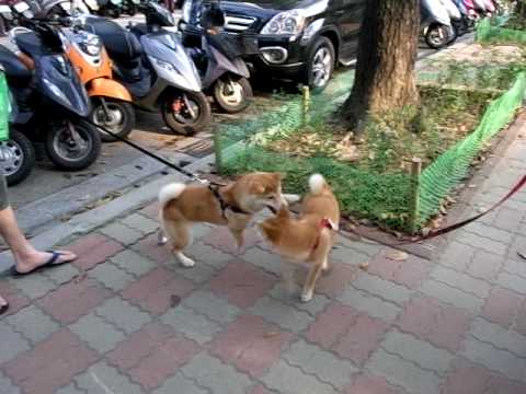 Uno V.S 豆豆(原發表者:jaguarccu)(影片)