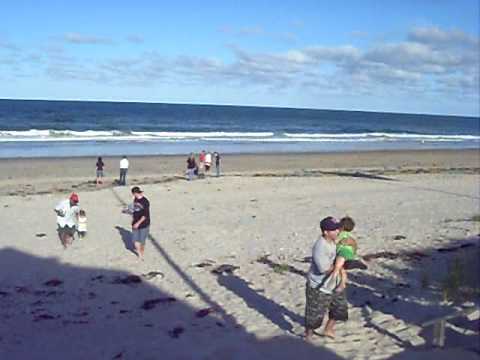 Ant doing a back flip