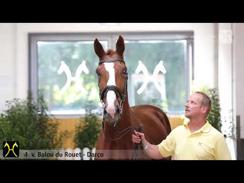 Verden Stallion Licensing 2020 - No. 4 Stallion by Balou du Rouet - Darco - Grandeur