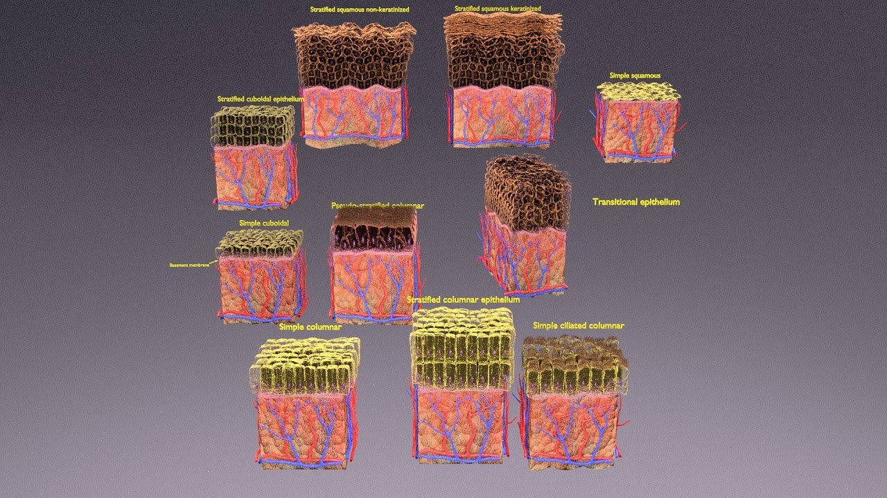 Epithelial cells types collection 3D 3D Model