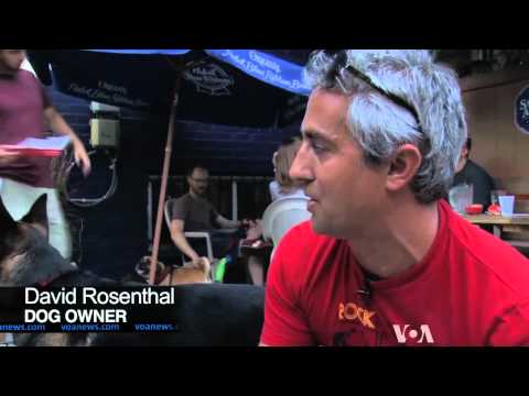 Canine Happy Hour Caters to Dogs, Owners