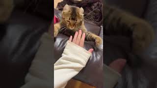 猫が飛びつく瞬間(スロー)