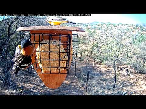 Western Kingbird Makes its First Appearance on the West Texas Feeders! May 11, 2022