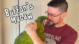 What a Great Green Macaw Baby is Like!