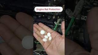 how to protect car from rat #shorts #youtubeshorts #