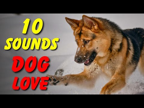 10 SOUNDS Dogs LOVE To Hear The Most