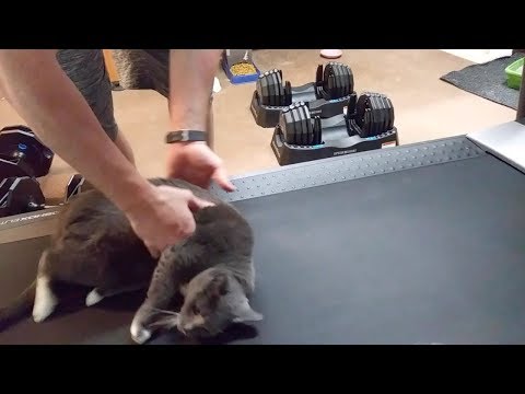 Lazy Cat Refuses To Exercise