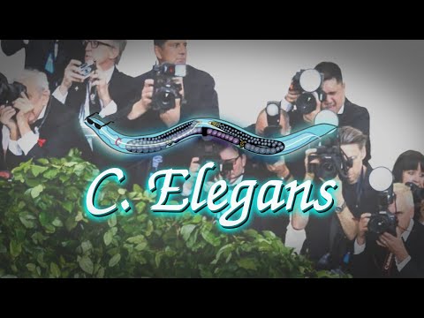 C. Elegans (Official Lyric Video)