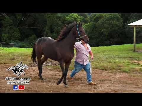 JOCKEY CLUB DE SANTA CECÍLIA - APRESENTAÇÃO DOS 2 BATES DE 3 - 400 METROS E 300 METROS - 08.04.2023